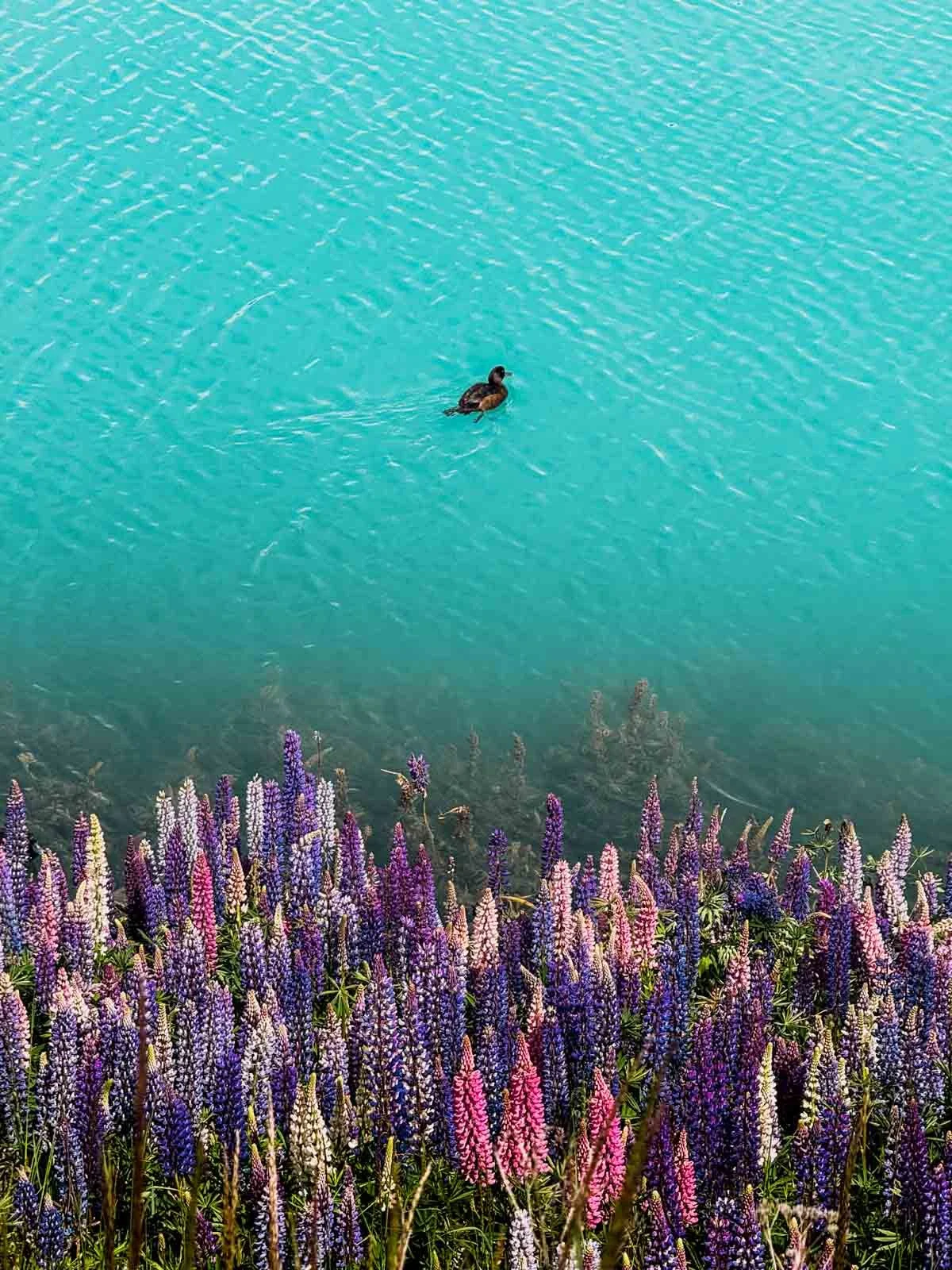 Travel-photography-new-zealand-nitish-waila-production-social media content creation-8.jpg