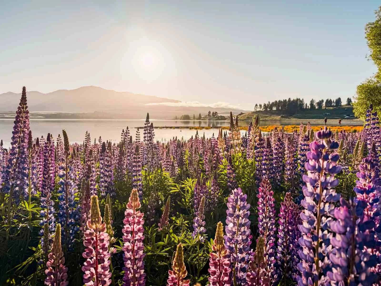 Travel-photography-new-zealand-nitish-waila-production-social media content creation-2.jpg