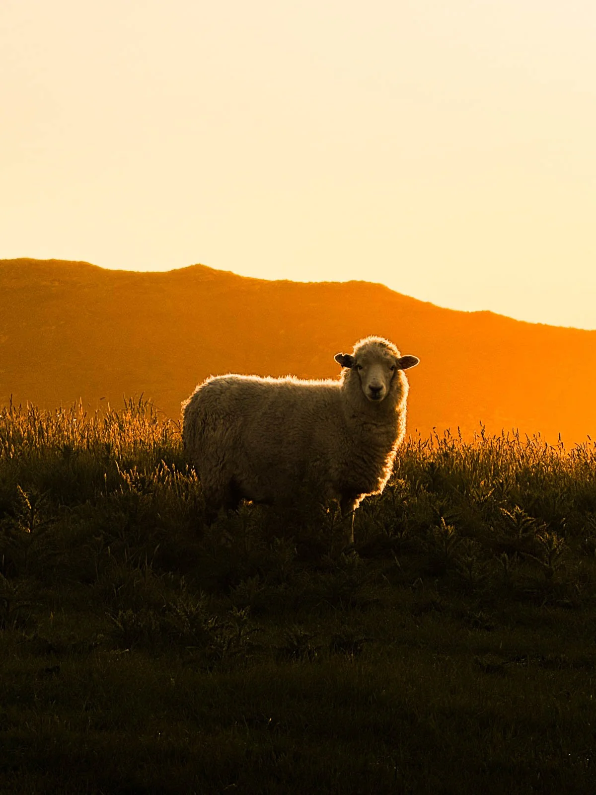 Travel-photography-new-zealand-nitish-waila-production-social media content creation-67.jpg