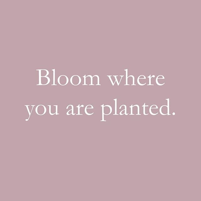 Botanica Collection - link in profile