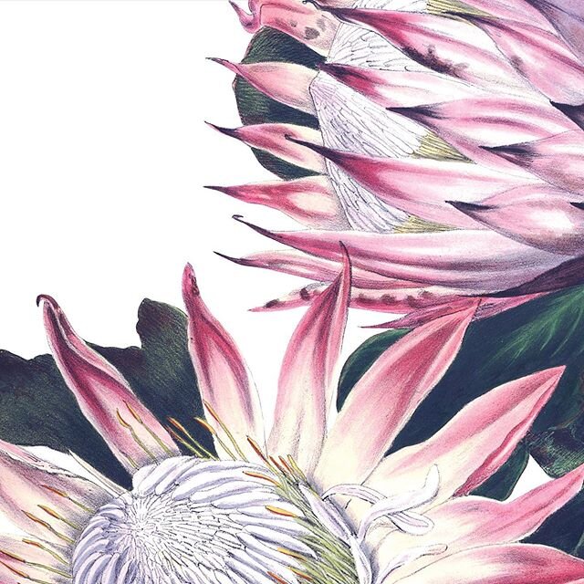 #botanicacollection