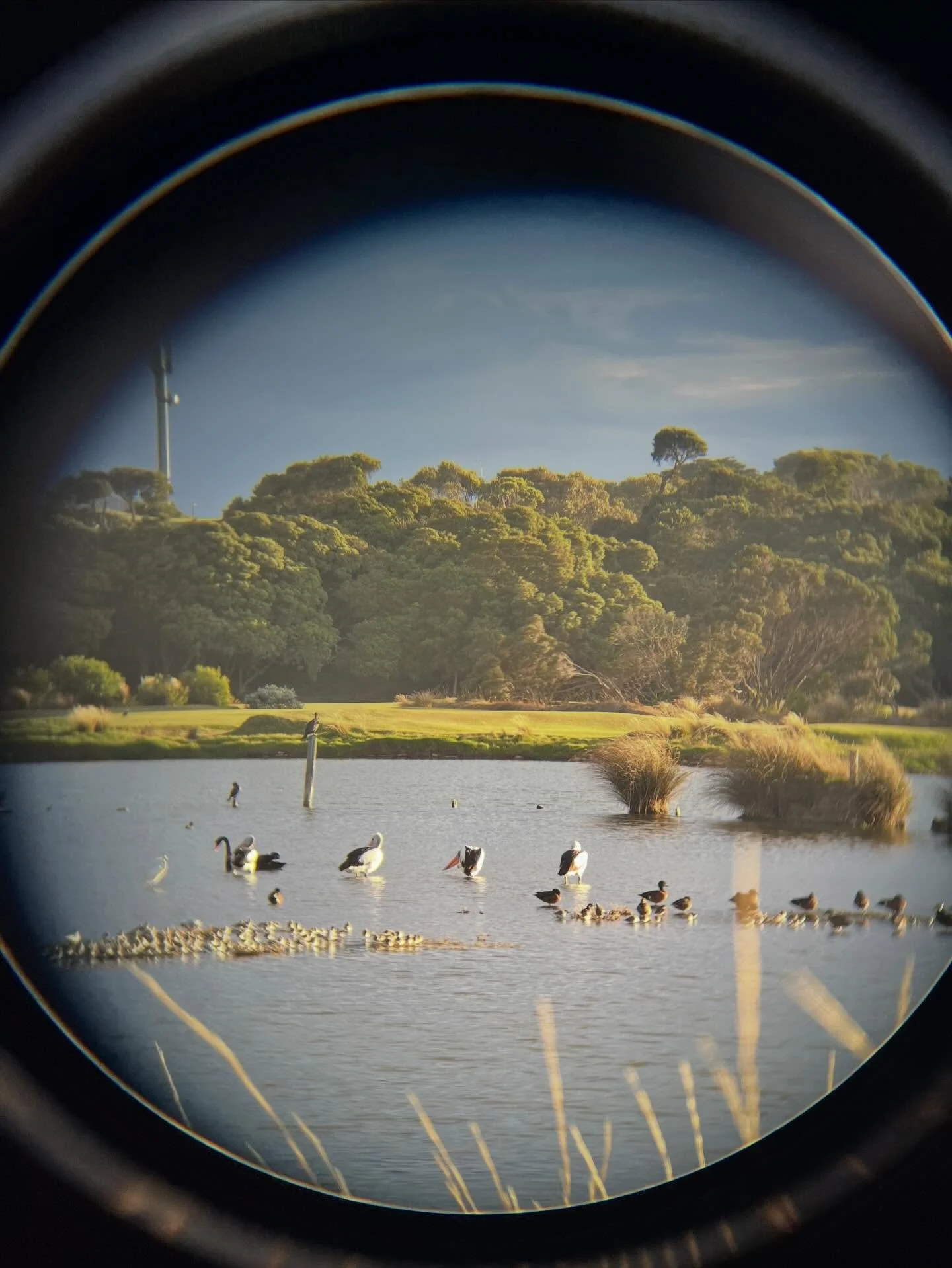 All on our doorstep. Thank you @swanbayenvironment for a beautiful evening watching birdlife on Lake Victoria. Some sobering statistics, fascinating facts and new words learnt! Keep your eye out for more walks in the coming months 💚