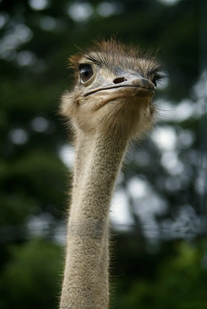 munda wanga animals 3.jpg