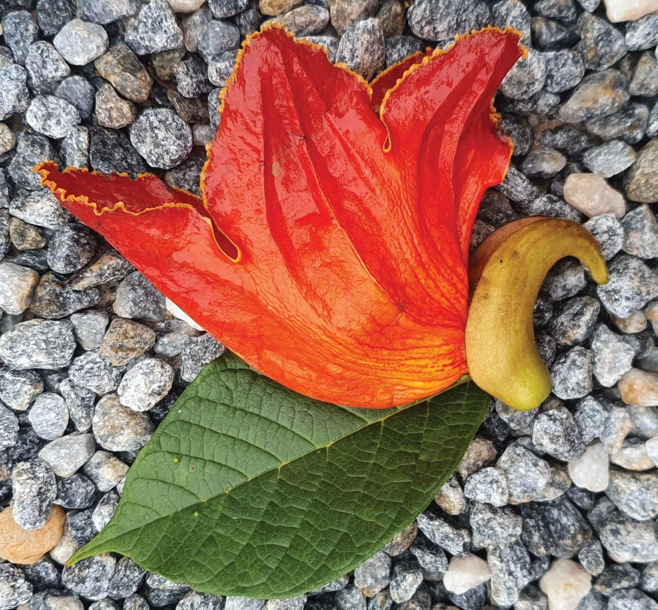 Tulip Tree Reference photo.jpg
