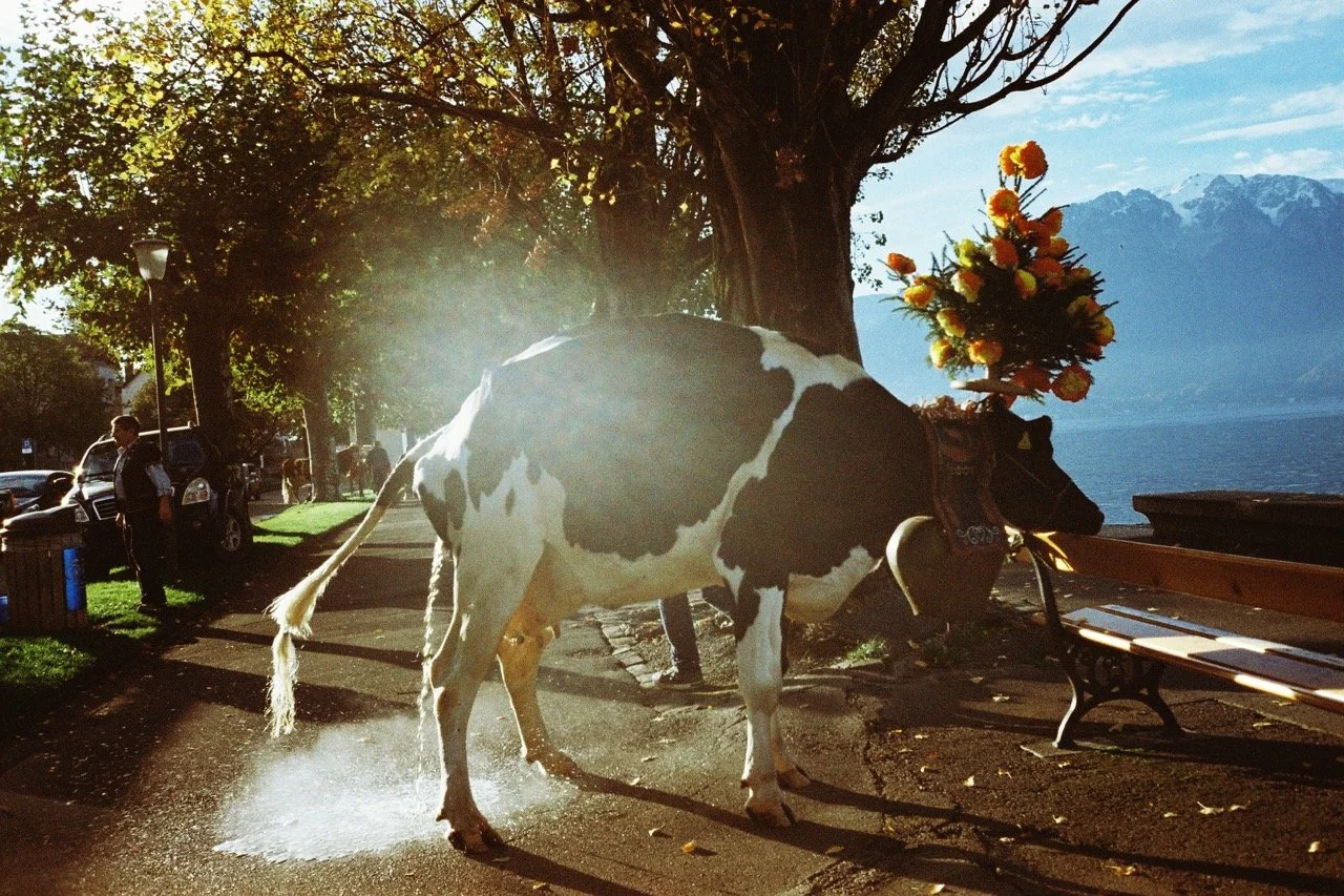 foirestmartin2022_2 copie Grande.jpeg