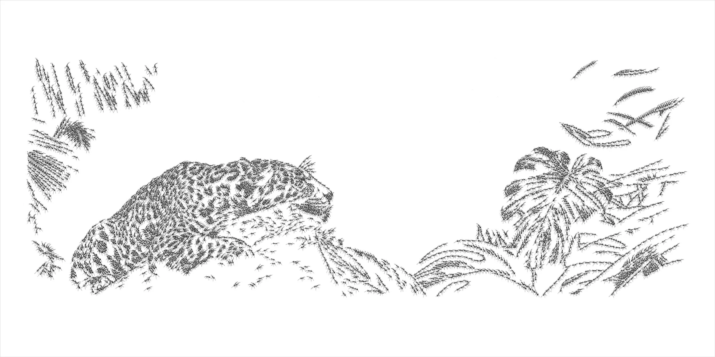 LÉOPARD - Cyril Houplain