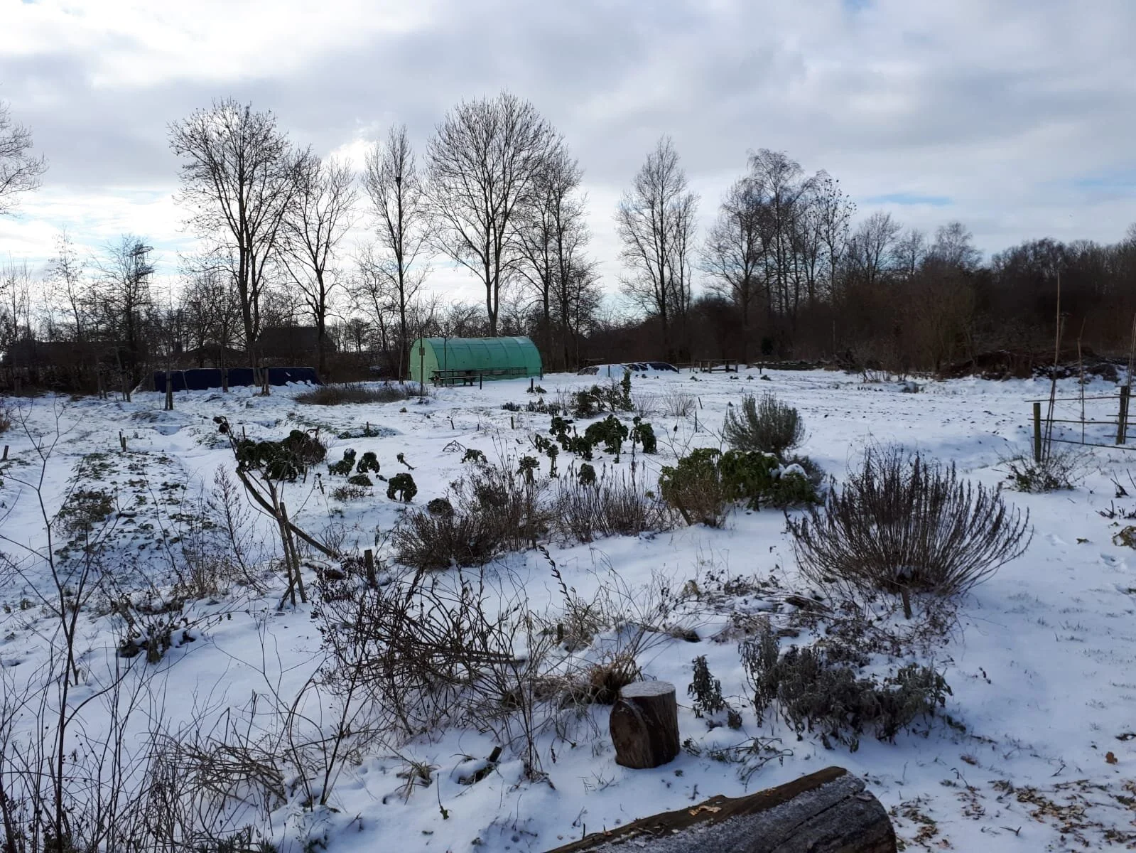 Boerenkool en spruiten in de sneeuw.jpeg