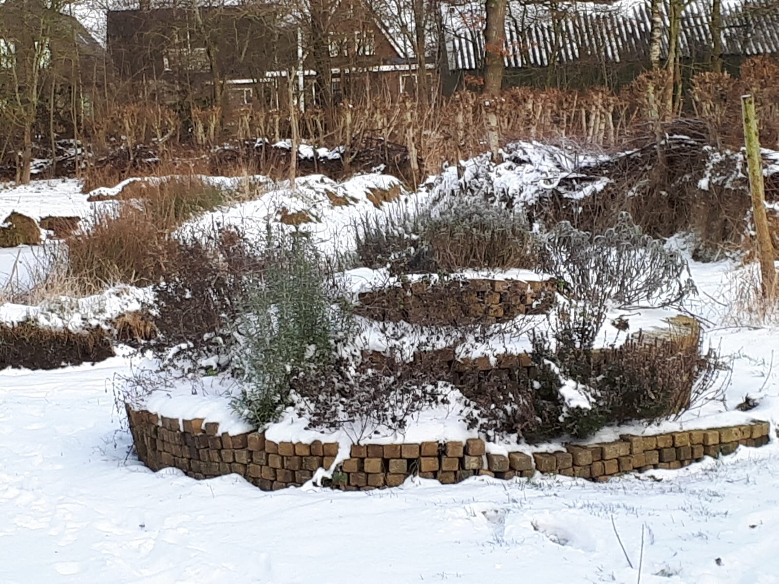 Sneeuw op de kruidencirkel.jpeg