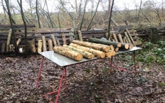 Open werkdag 'Levend hout'