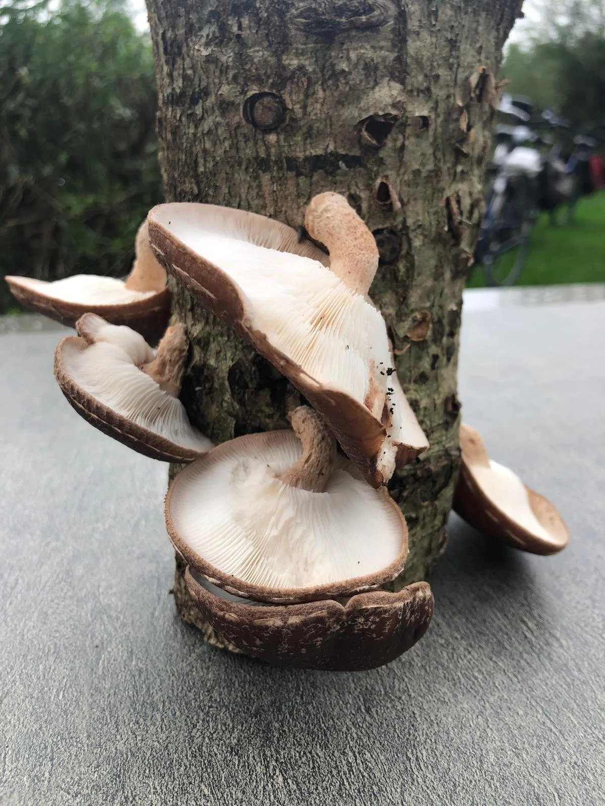 Oogst shiitake oktober 2025.jpeg