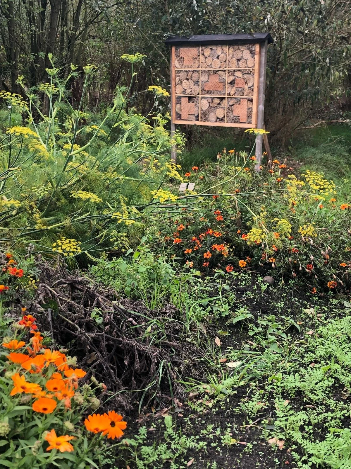 Insectenhotel op de tuin.jpeg