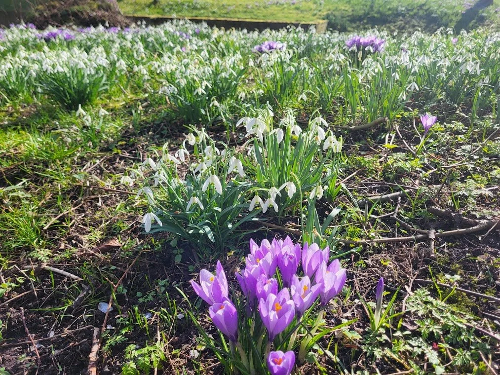 crocus en sneeuwklokjes .jpg