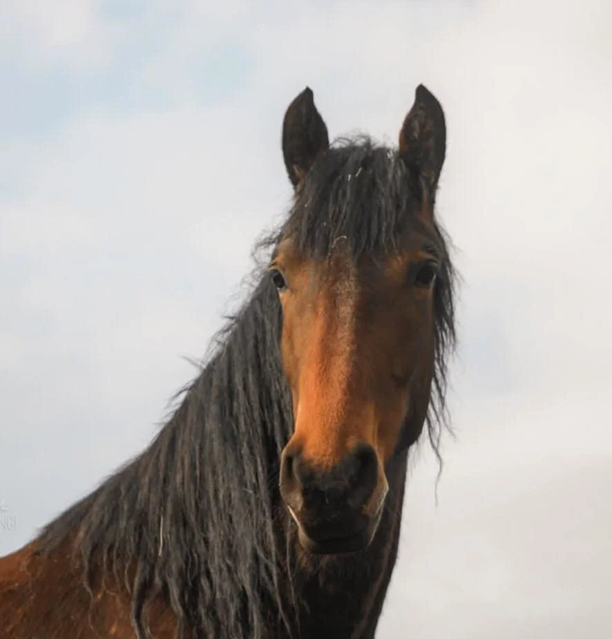 Geboren um frei zu sein