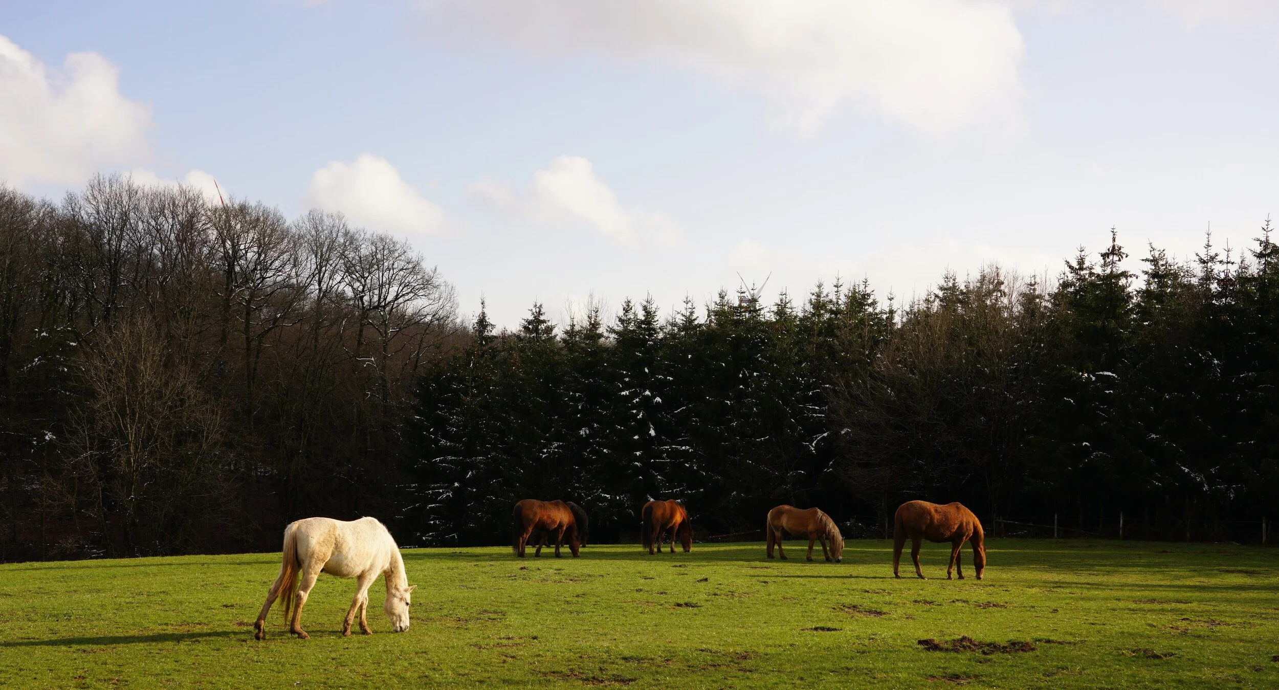 Natürliches Pferdeleben