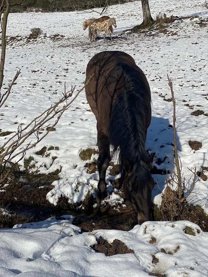 Trinken wie es Natur für Pferde vorsieht