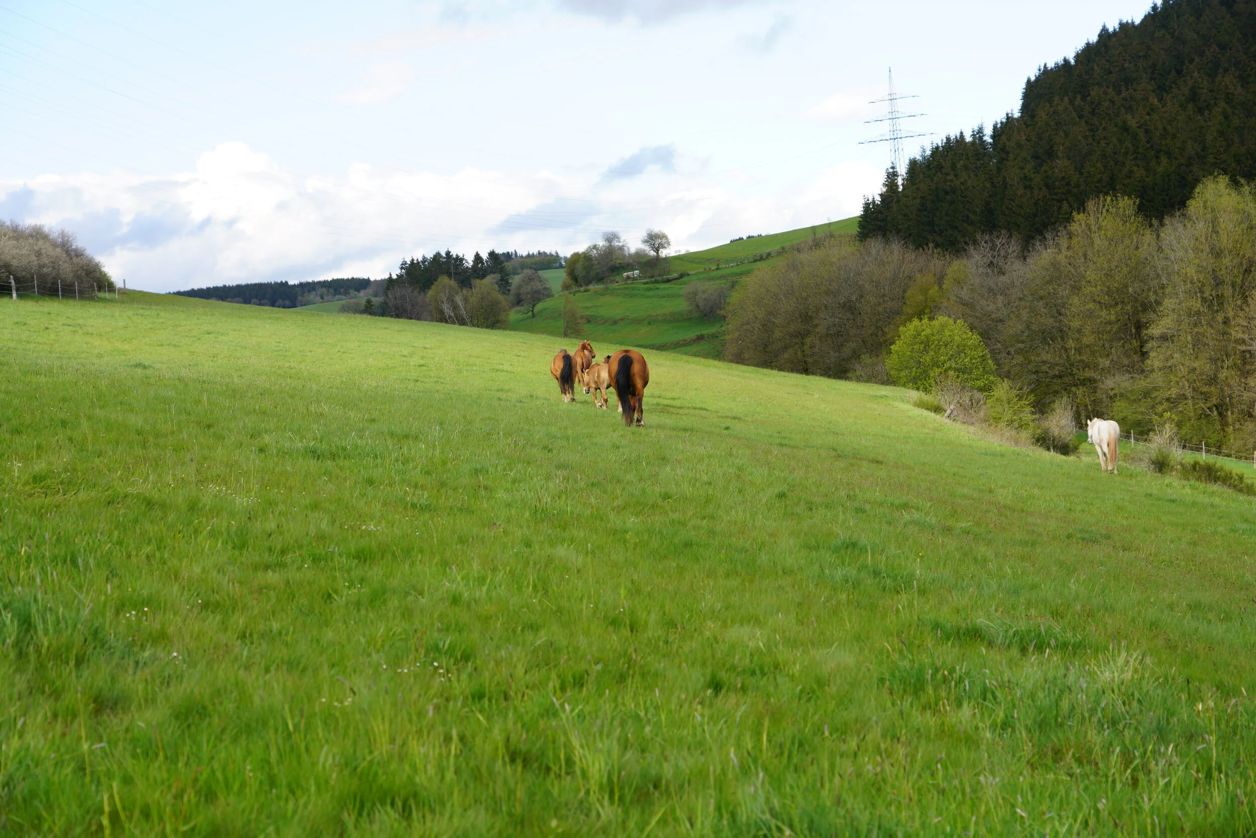Gesundheitsvorsorge für Pferde