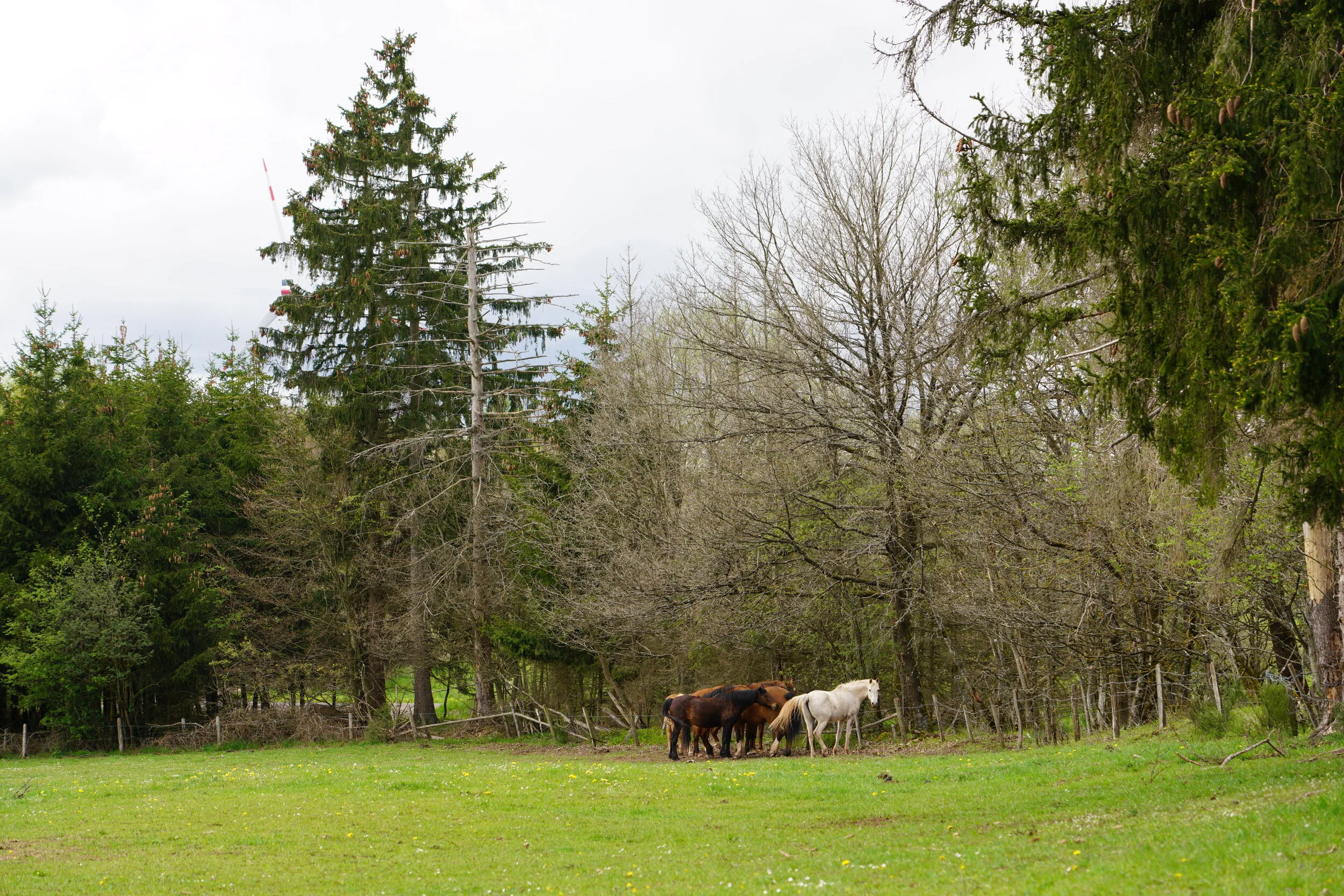 Was ist eine intakte Herde?