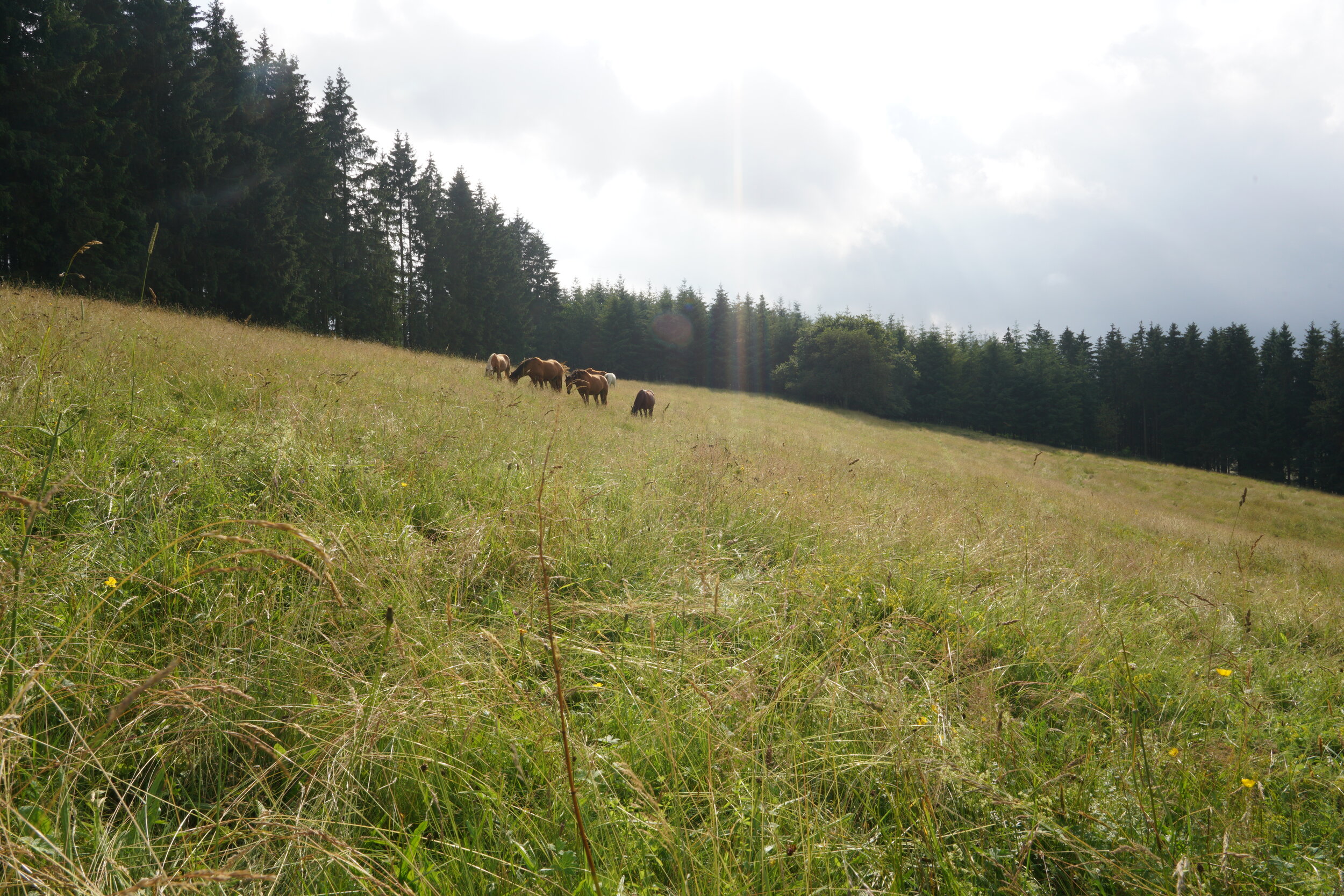 Kein Pferd muss vom Mensch bewegt werden