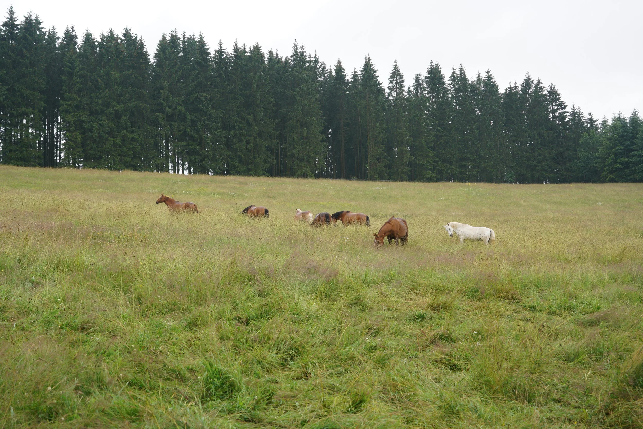 Spieglein, Spieglein an der Wand