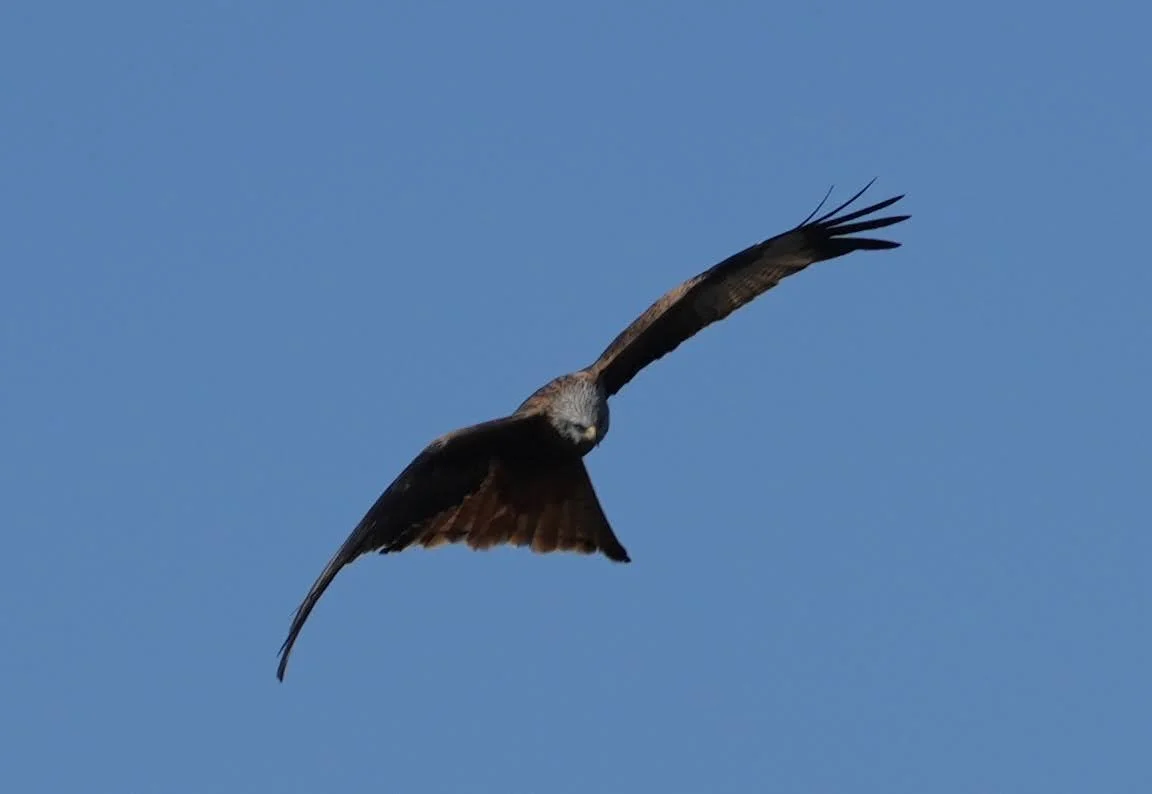 Tagesimpuls 13. Mai 2023