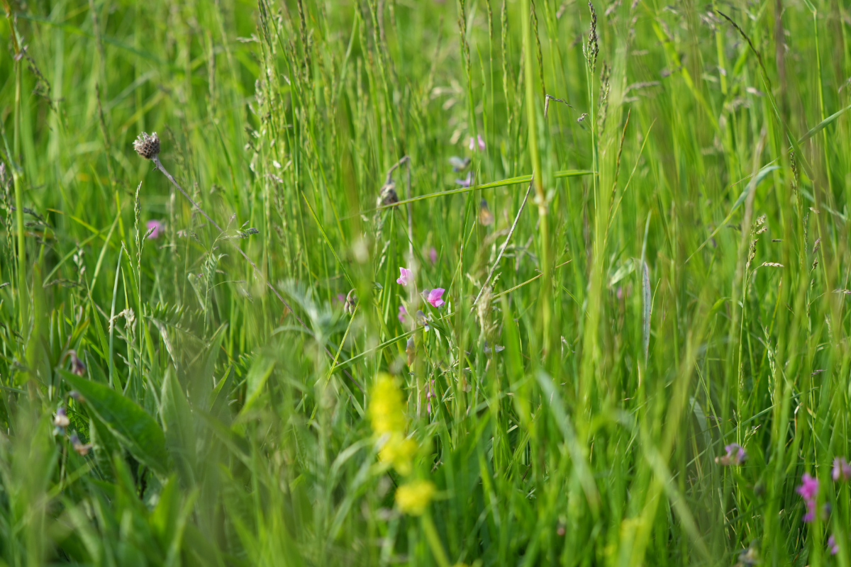 Tagesimpuls 31. Mai 2023