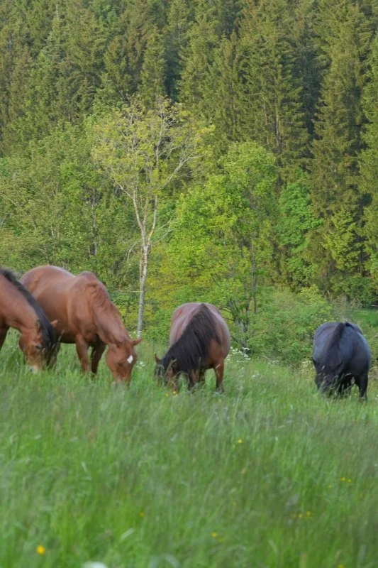  Tagesimpuls 2. Juni 2023