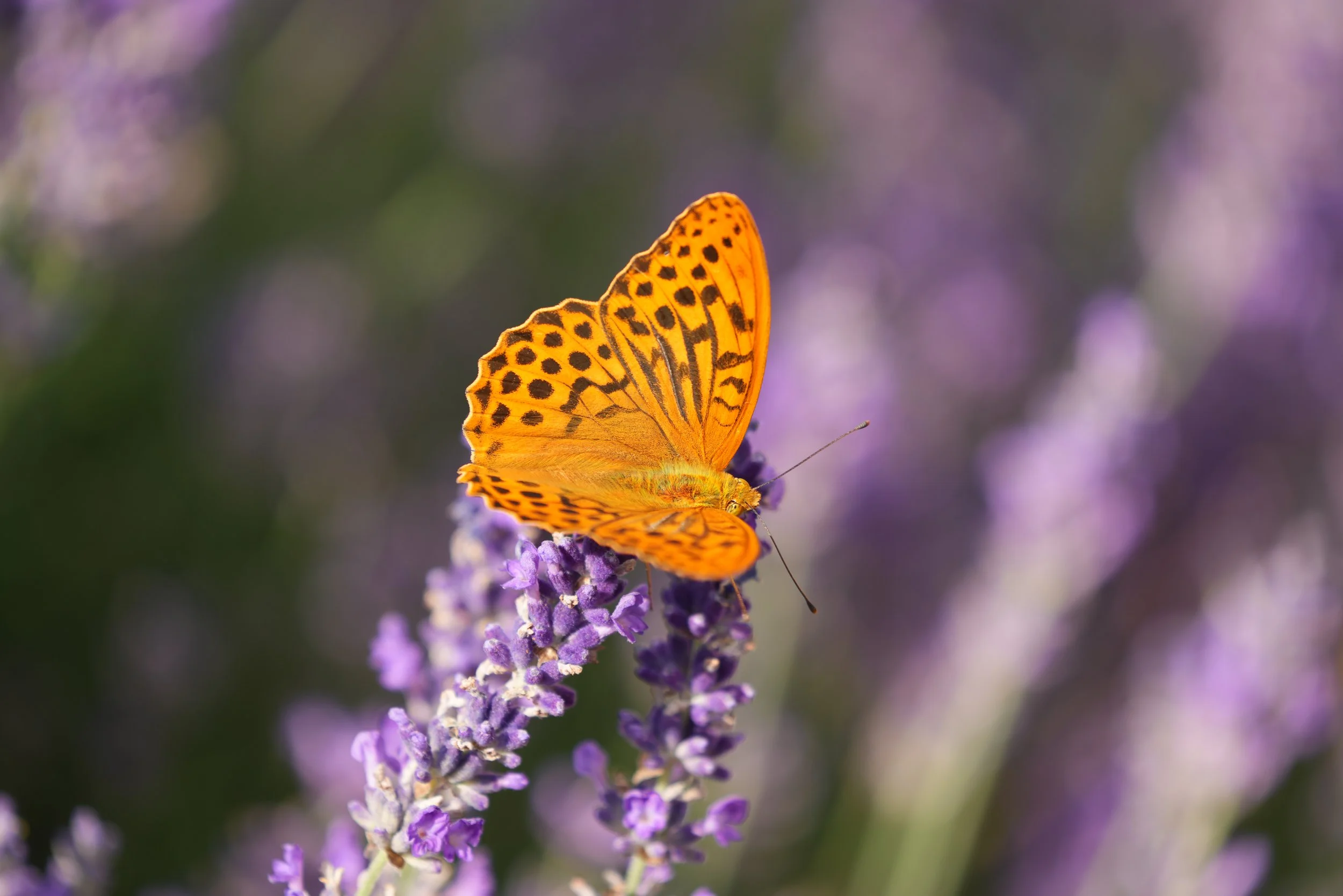 Menschlich sein bedeutet auch fürsorglich sein