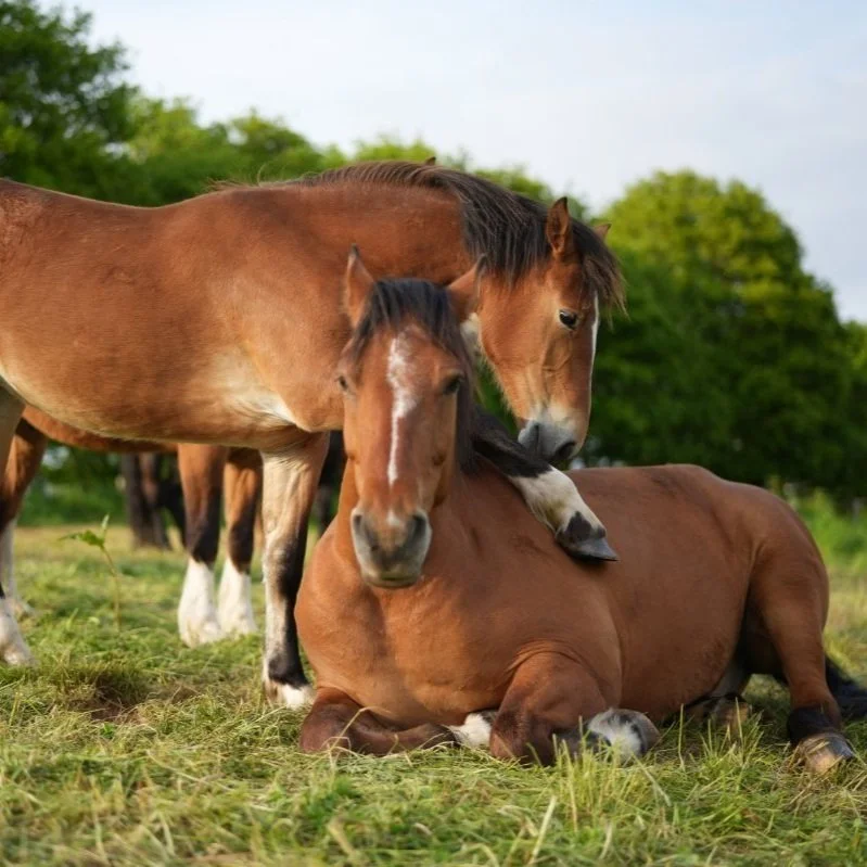 Lass uns sein wie kleine Kinder 