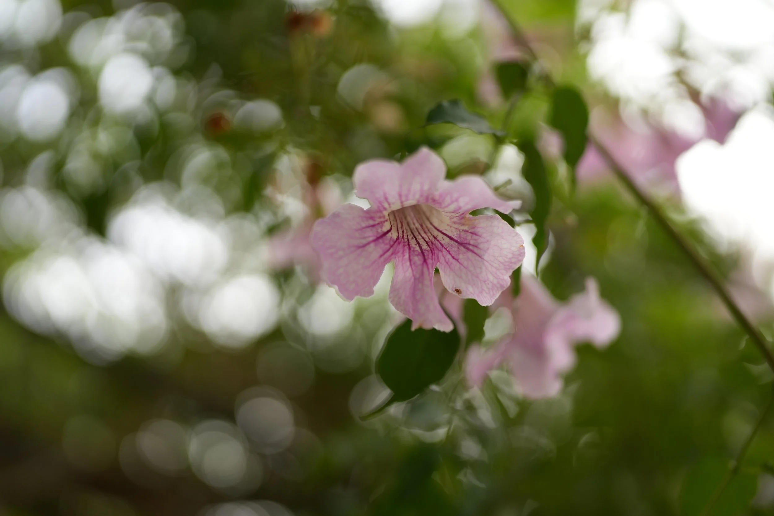 Aus der Hartnäckigkeit in die Sanftheit