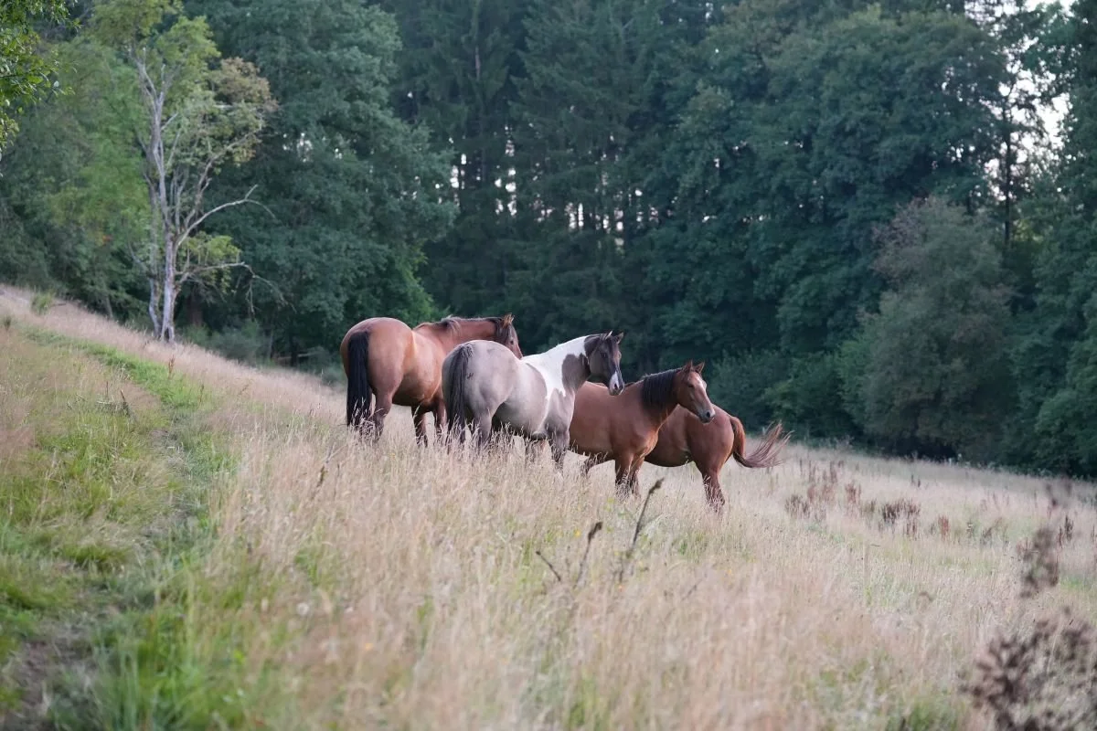 Verwandlung