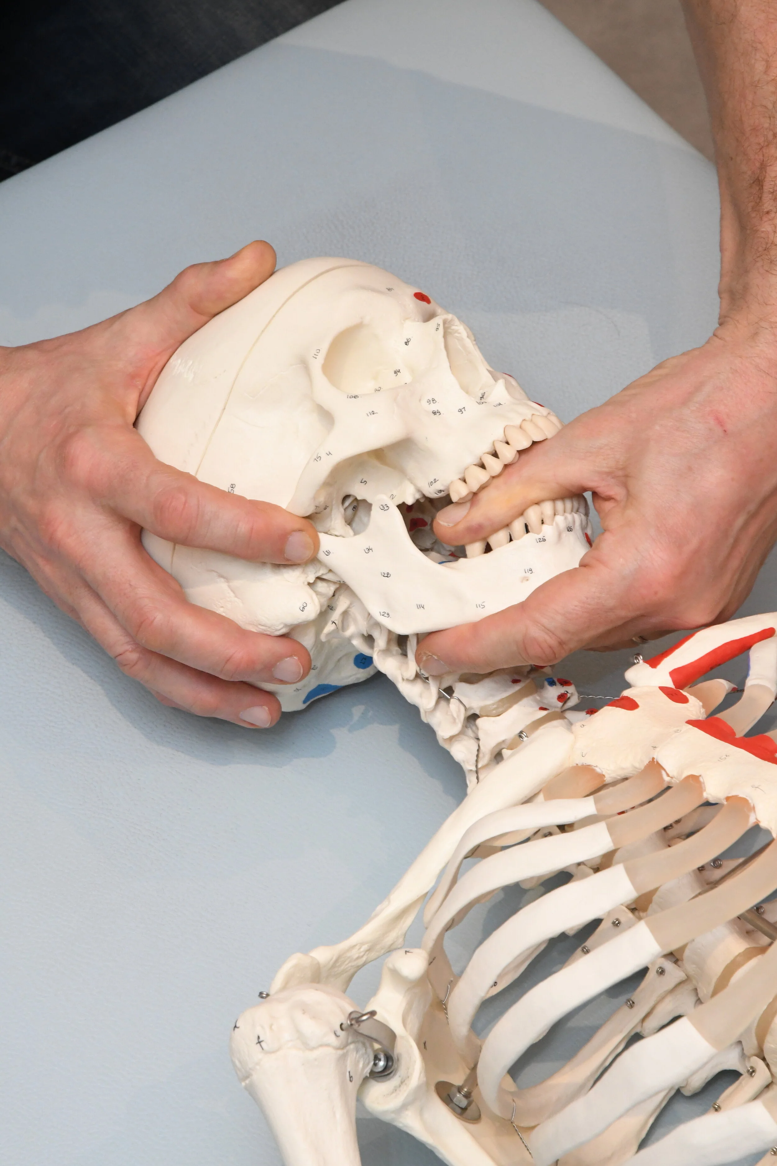 Module 9 : L'articulation temporo-mandibulaire