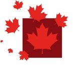 Red maple leaf pattern with multiple maple leaves on a white background.