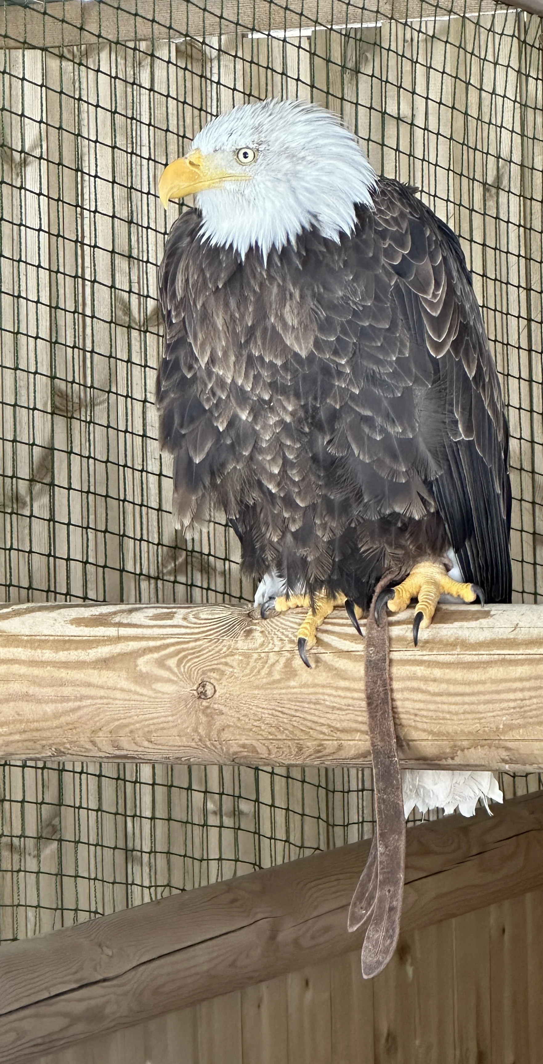 Don’t miss Nyon when skiing in Morzine