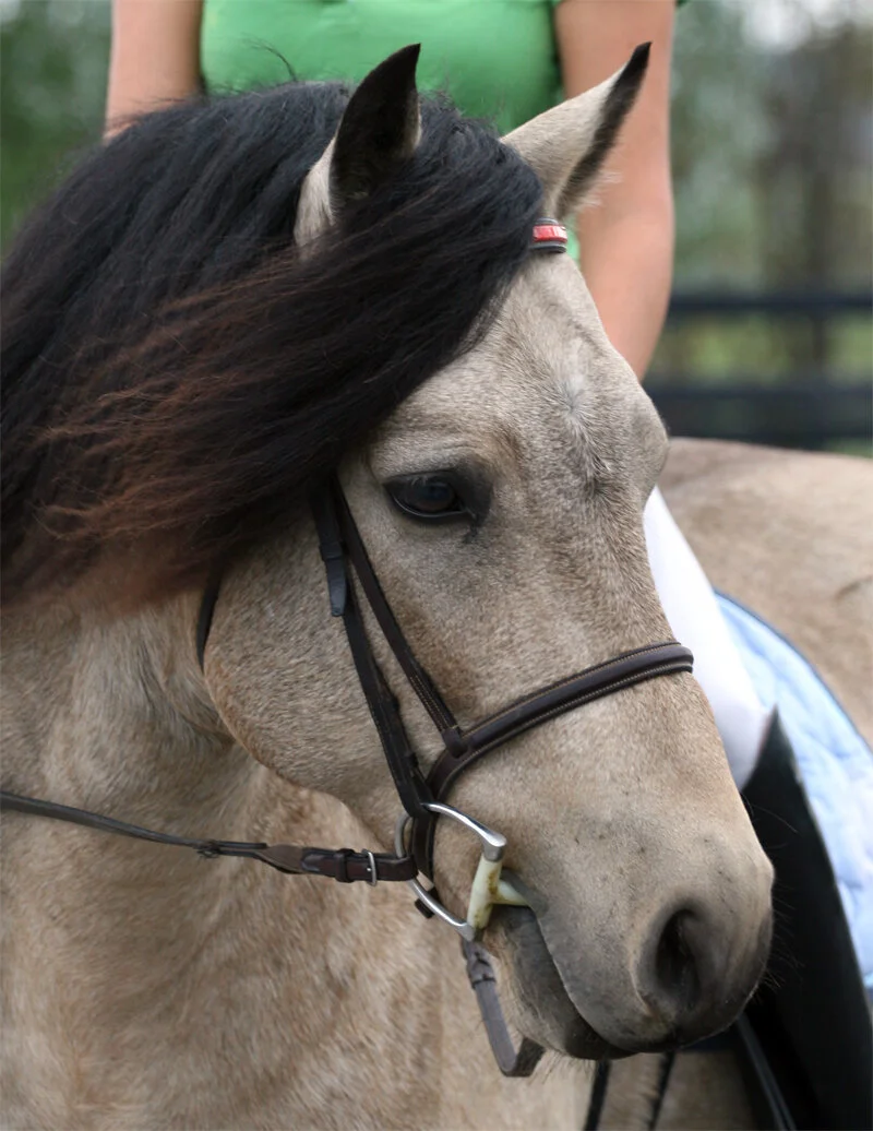 Laddie at a Show