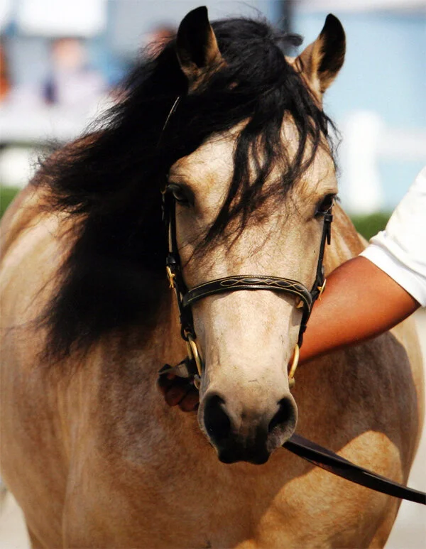 Laddie at a Show