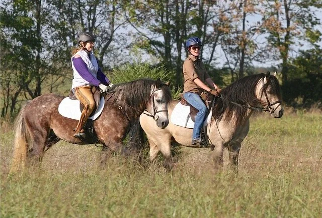 Our stallions, Laddie and Matchmaker, out for a a stroll
