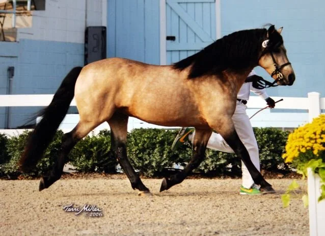 Laddie at a Show