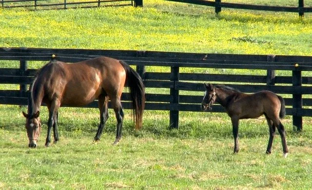 Annie (TB broodmare) and GDF Miss Hannigan