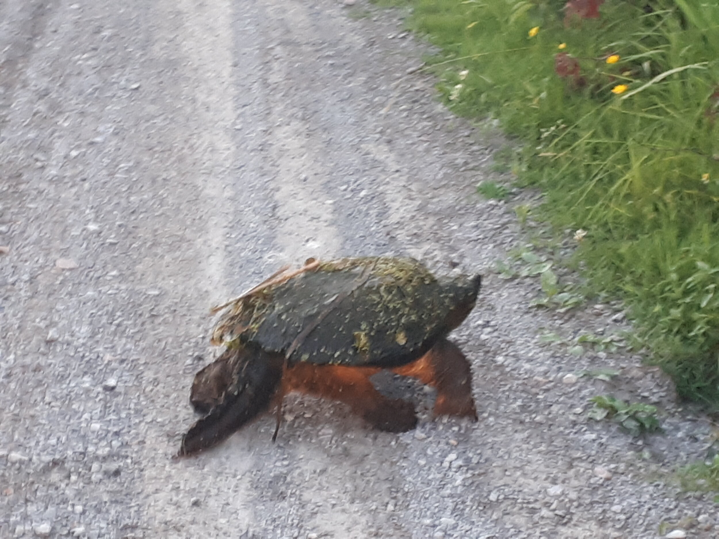 snapping turtle - marsh resident