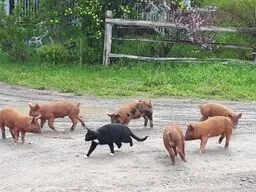 Shiny and the piglets