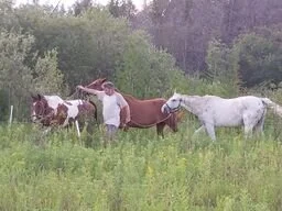 Paul moving the horses to new pasture