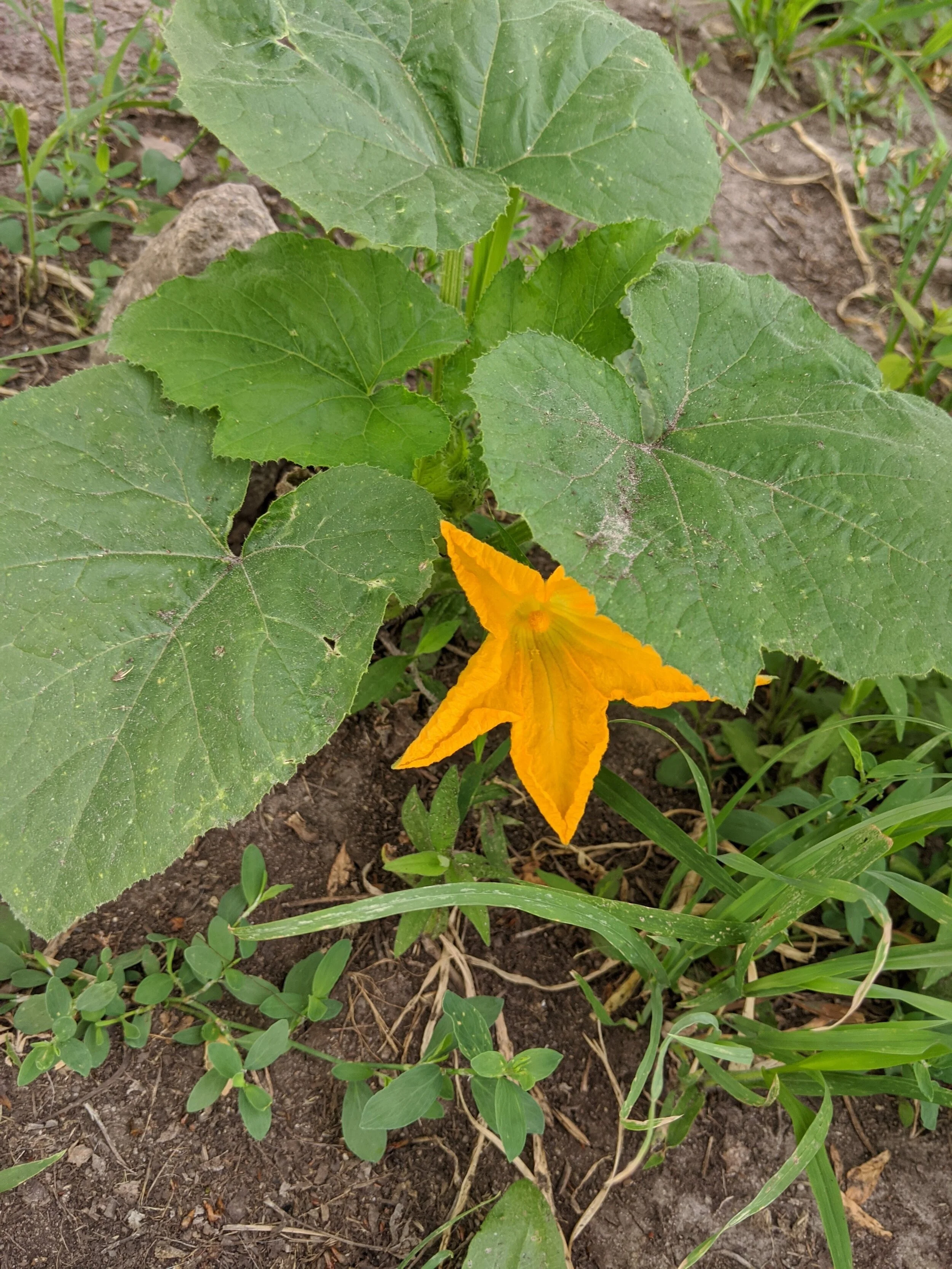 Squash flower.jpg
