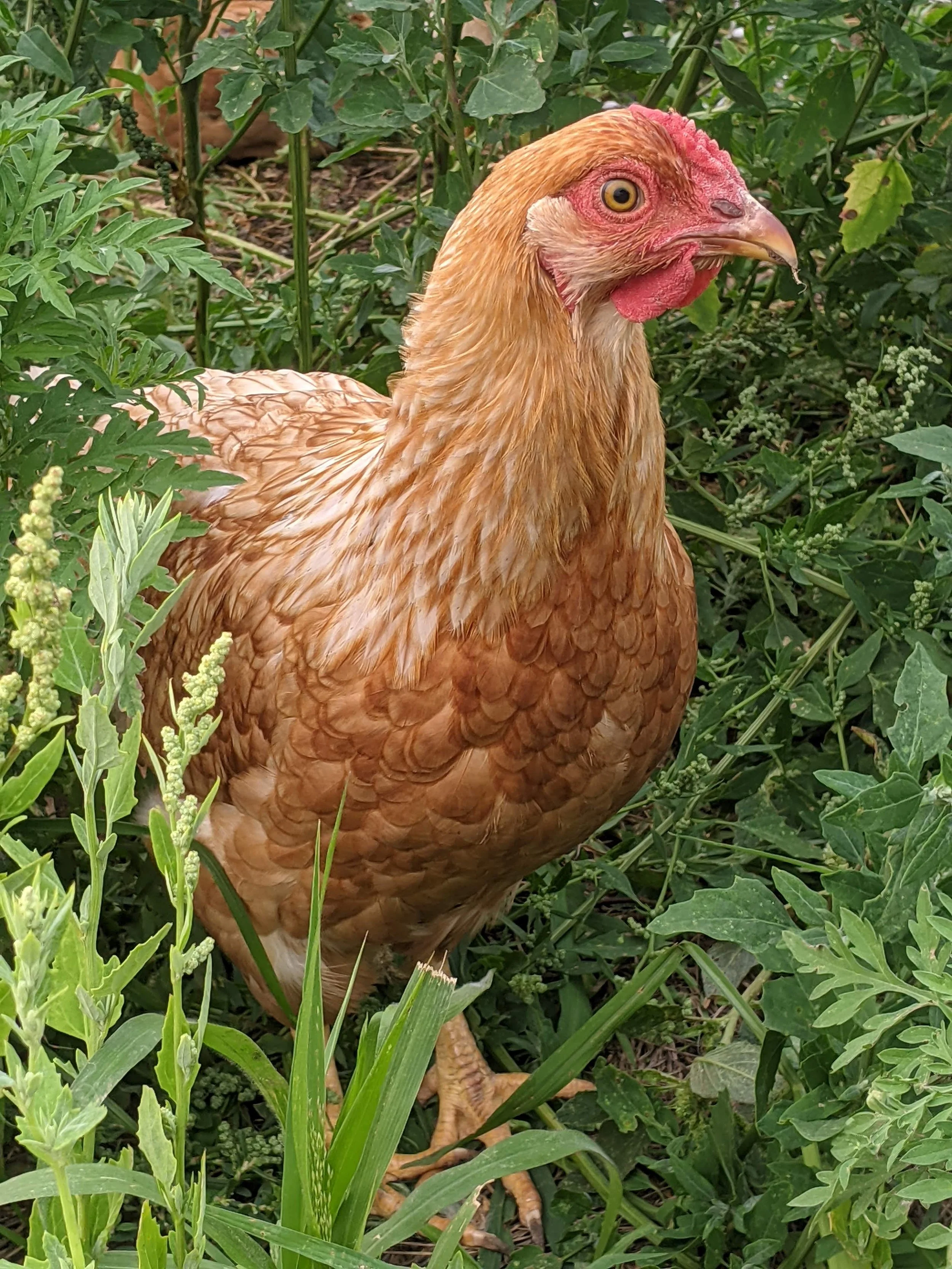 Fancy layer in greenery.jpg