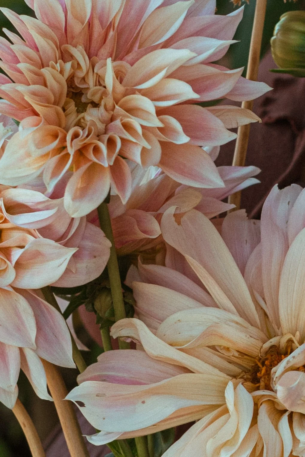 farmyard des moab florist-196.JPG