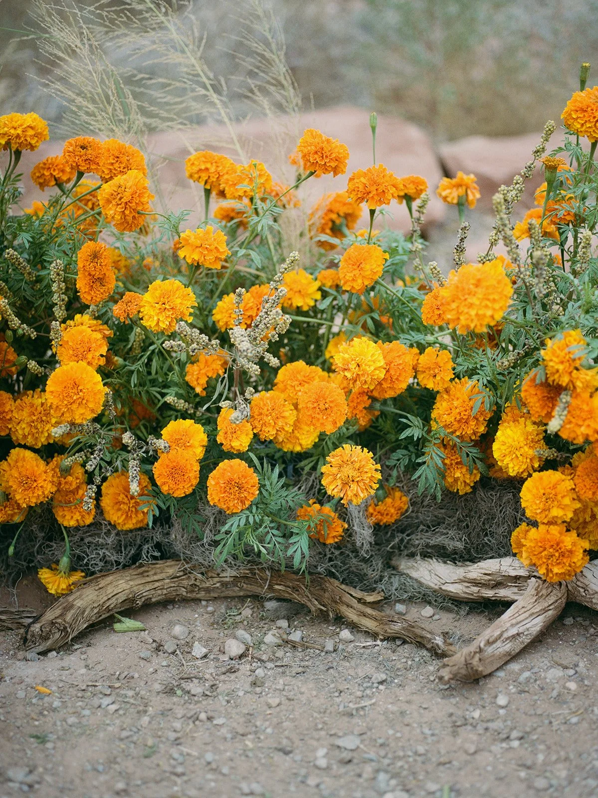 Marigold magic