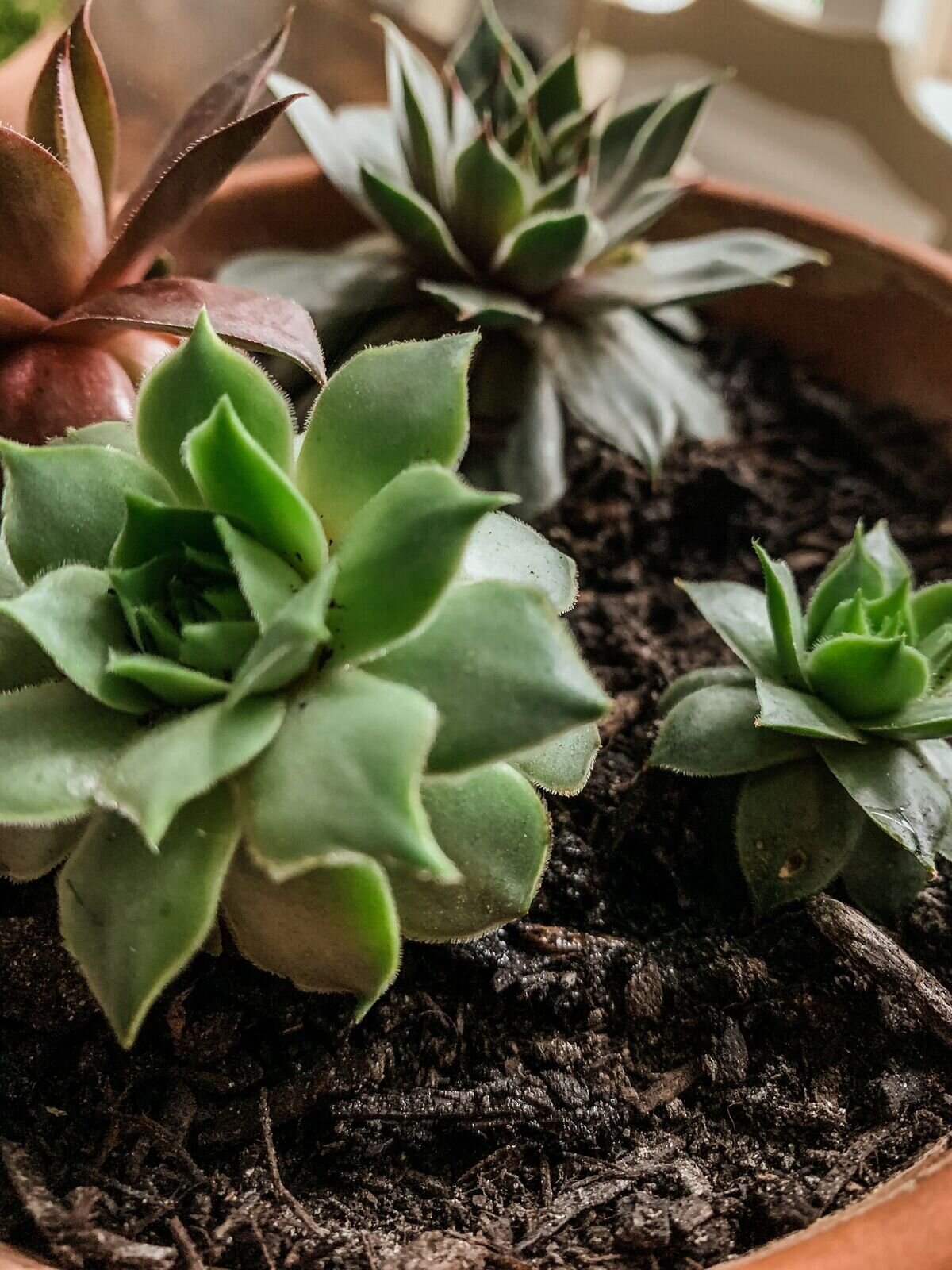 HATS OFF TO THE PLANT LADY 