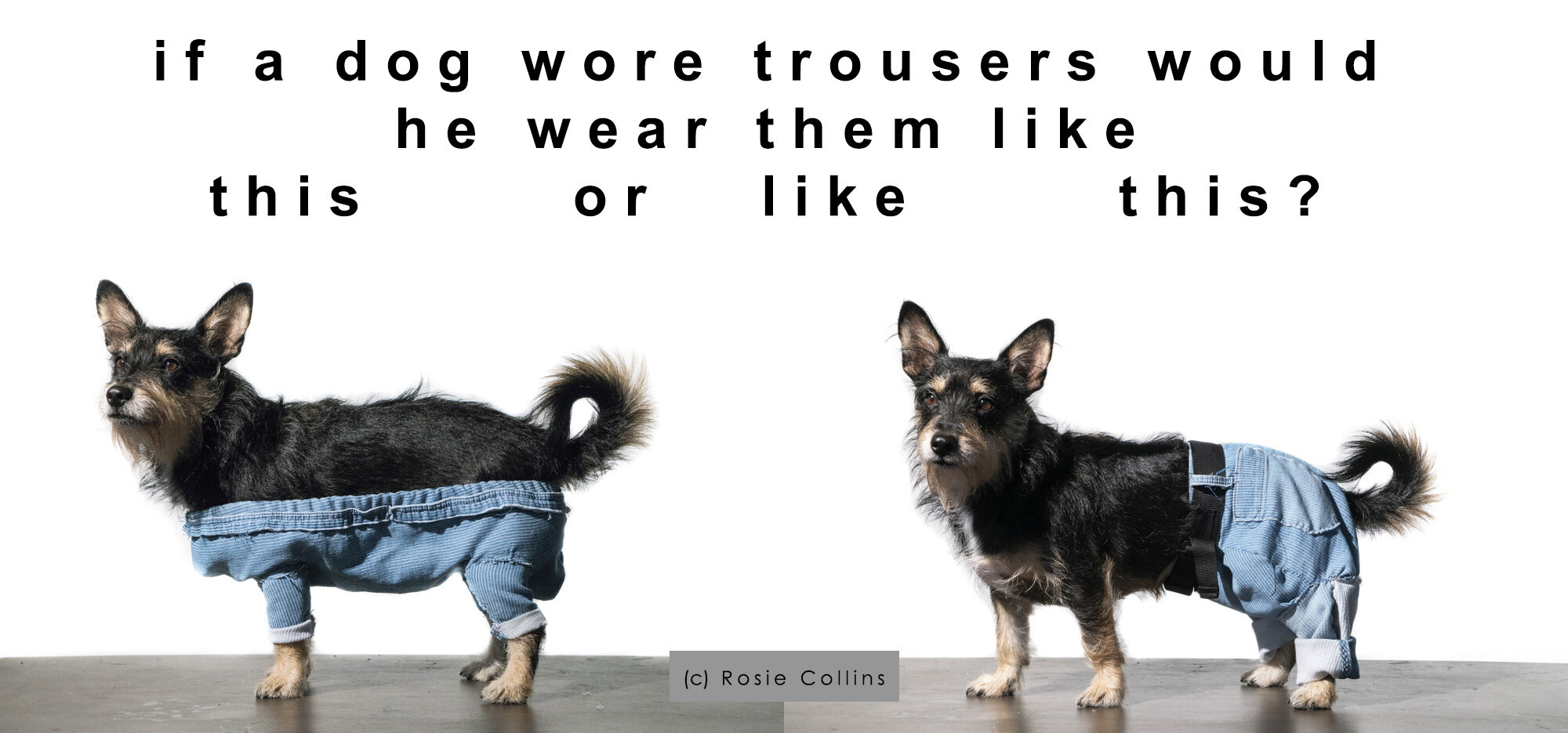 How do dogs wear trousers? — The Fred Company