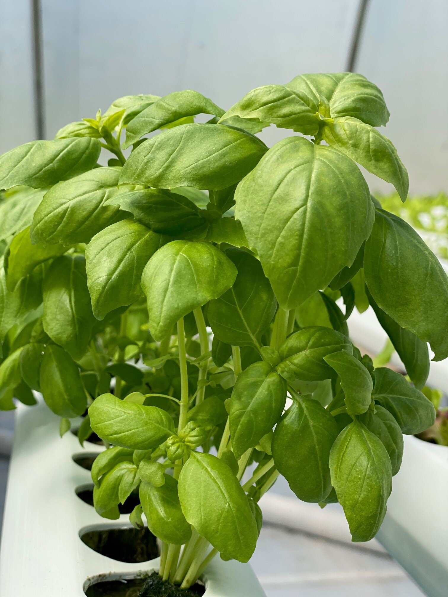 BASIL3.jpg