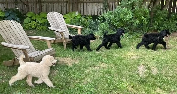 24-7-21 All in a row sibs have a play date.jpeg