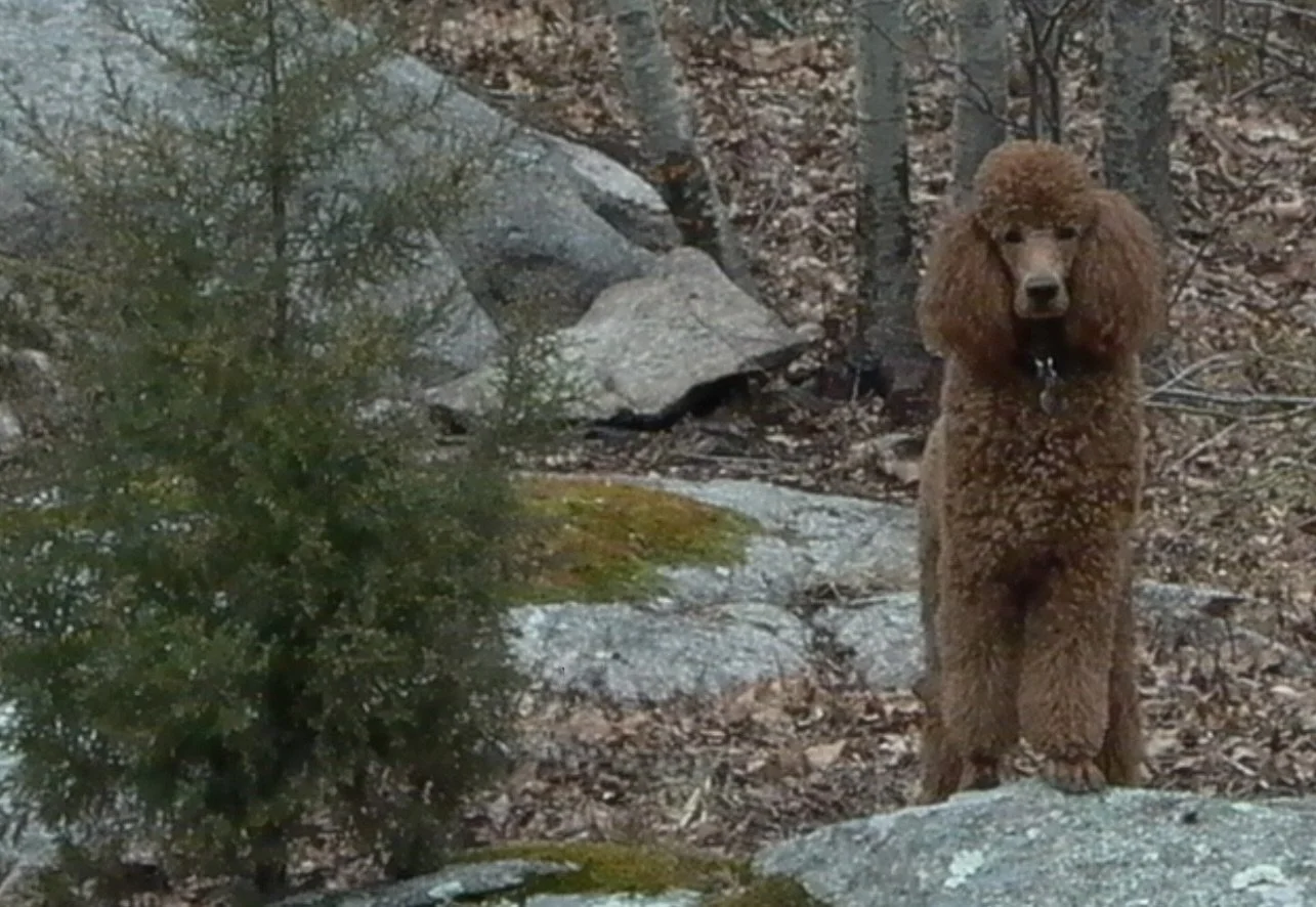 Gianni in Hingham.JPG